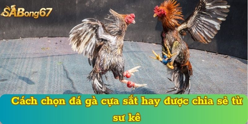 Cách chọn đá gà cựa sắt hay được chia sẻ từ sư kê