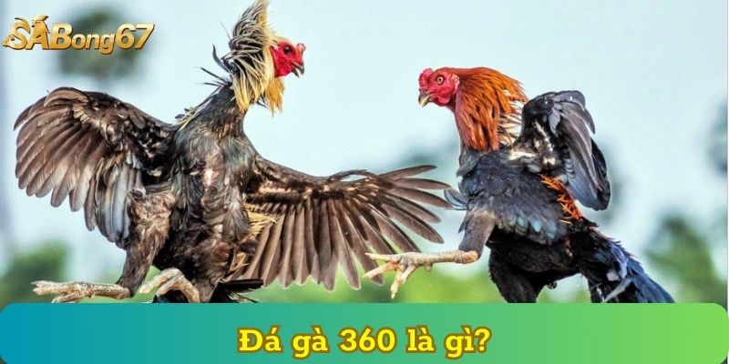 Đá gà 360 là gì?