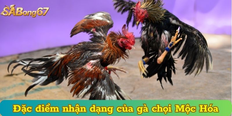 Đặc điểm nhận dạng của gà chọi Mộc Hóa