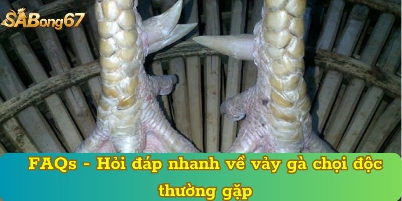 FAQs - Hỏi đáp nhanh về vảy gà chọi độc thường gặp