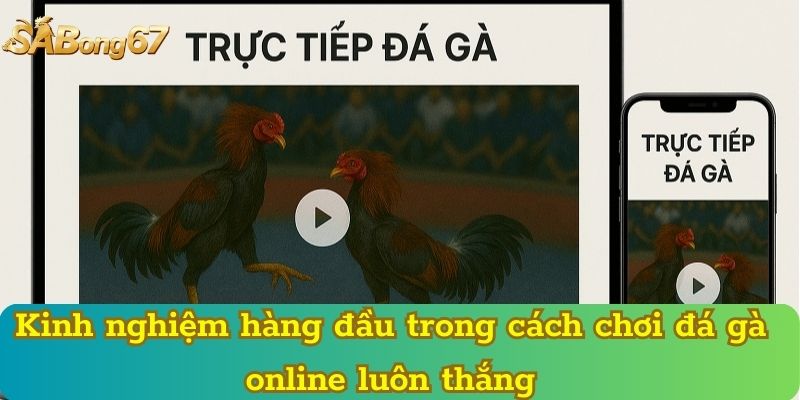 Kinh nghiệm hàng đầu trong cách chơi đá gà online luôn thắng
