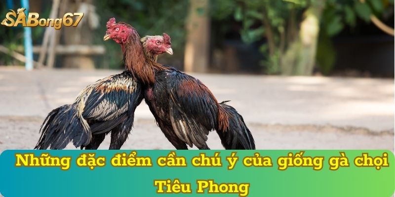 Những đặc điểm cần chú ý của giống gà chọi Tiêu Phong