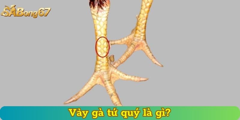 Vảy gà tứ quý là gì?