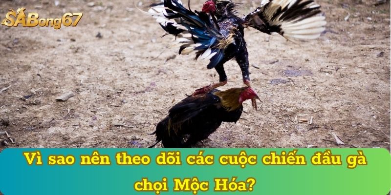 Vì sao nên theo dõi các cuộc chiến đầu gà chọi Mộc Hóa?